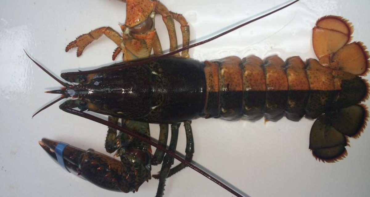 Nelayan Boston Berhasil Tangkap Lobster Langka Dua Warna