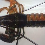 Nelayan Boston Berhasil Tangkap Lobster Langka Dua Warna