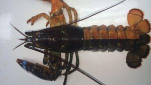 Nelayan Boston Berhasil Tangkap Lobster Langka Dua Warna