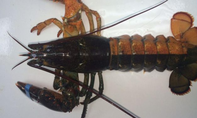 Nelayan Boston Berhasil Tangkap Lobster Langka Dua Warna