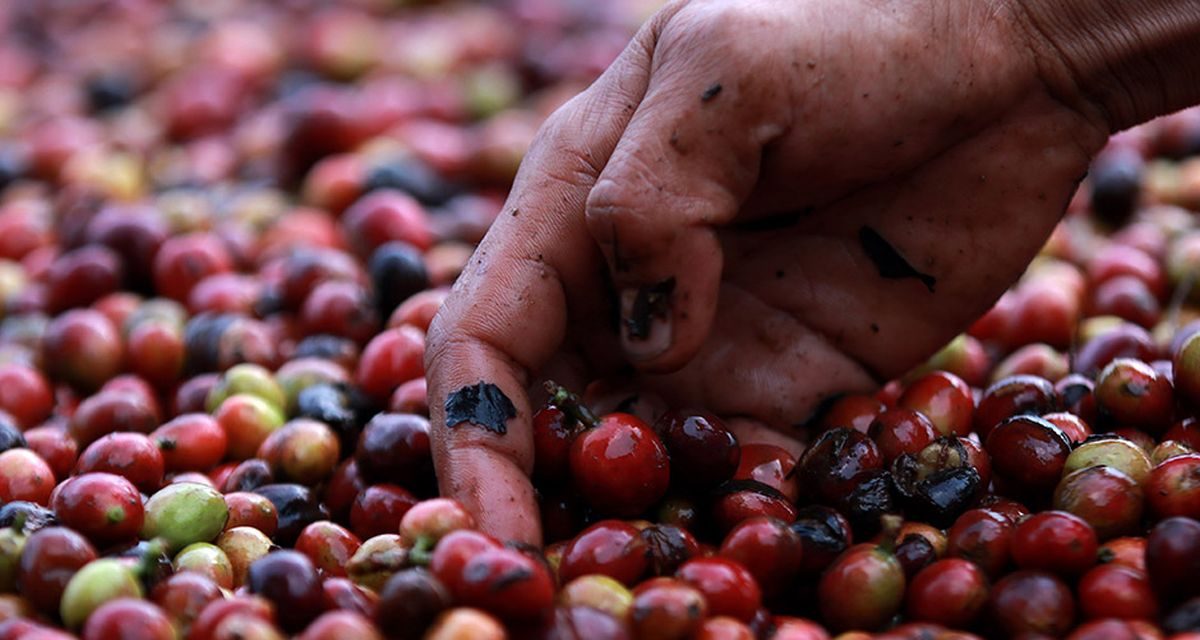 Harga Kopi Dunia Tembus Rekor Tertinggi Akibat Gagal Panen