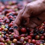 Harga Kopi Dunia Tembus Rekor Tertinggi Akibat Gagal Panen