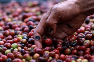 Harga Kopi Dunia Tembus Rekor Tertinggi Akibat Gagal Panen