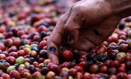 Harga Kopi Dunia Tembus Rekor Tertinggi Akibat Gagal Panen