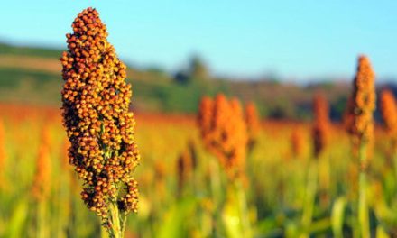 Petani Gunungkidul Sukses Budidaya Sorgum Di Lahan Kering