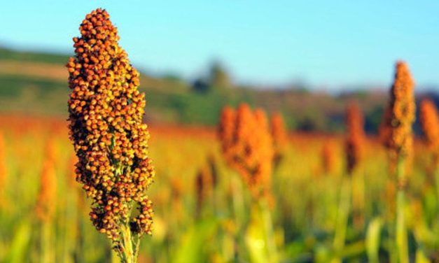 Petani Gunungkidul Sukses Budidaya Sorgum Di Lahan Kering
