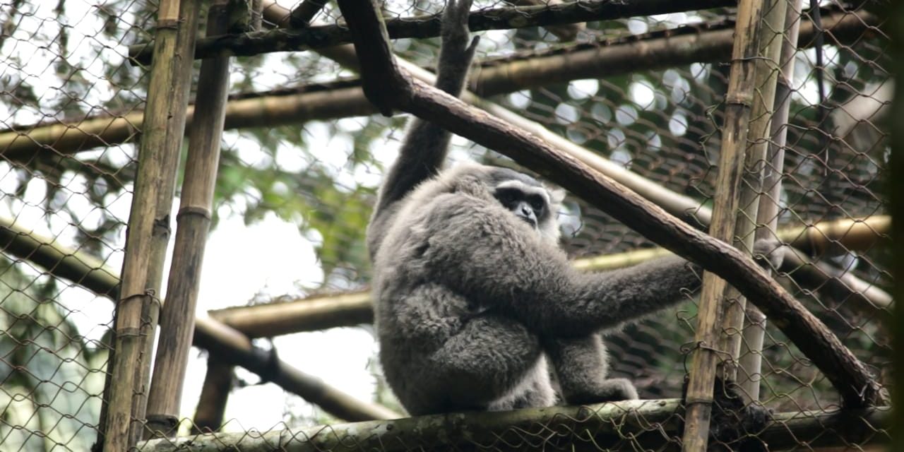 Dua Ekor Owa Jawa Resmi Dilepasliarkan Ke Hutan Lindung Jabar