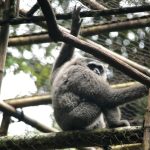 Dua Ekor Owa Jawa Resmi Dilepasliarkan Ke Hutan Lindung Jabar