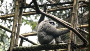 Dua Ekor Owa Jawa Resmi Dilepasliarkan Ke Hutan Lindung Jabar