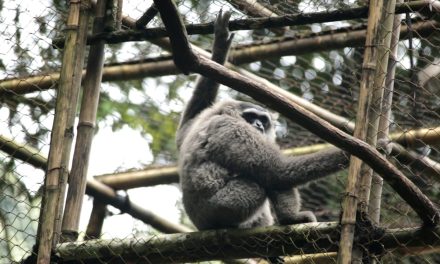 Dua Ekor Owa Jawa Resmi Dilepasliarkan Ke Hutan Lindung Jabar