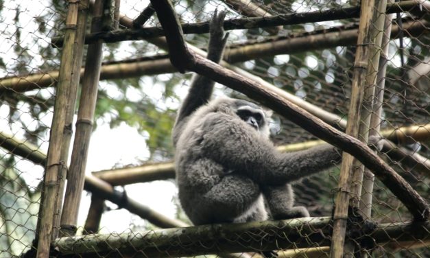 Dua Ekor Owa Jawa Resmi Dilepasliarkan Ke Hutan Lindung Jabar